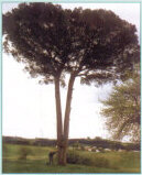 Monumental pino piñonero en Abaño